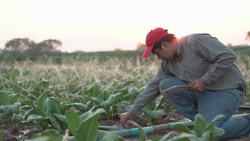 Agriculturist utilize the core data network in the Internet from the mobile to validate, test . Young farmers and tobacco farming. | Shutterstock HD Video #1085983538