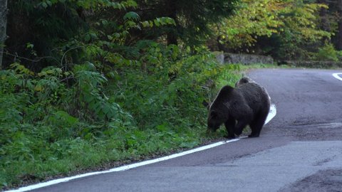 View of brown bear that walks along an asphalt road and begs for food, Mother bear and cubs on public eastern european road, Wild bears interacting with humans