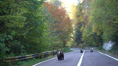 View of brown bear that walks along an asphalt road and begs for food, Mother bear and cubs on public eastern european road, Wild bears interacting with humans