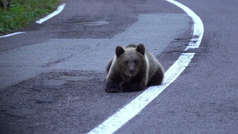 View of brown bear that sits on an asphalt road and begs for food, Mother bear and cubs on public eastern european road, Wild bears interacting with humans