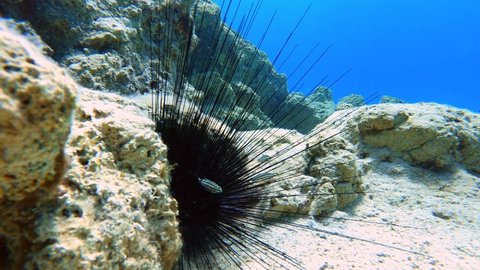 4K.Small fish between the spines of a sea urchin.Long-Spined sea urchin in its natural underwater habitat: Diadema setosum.Diadema setosum is a species of long-spined sea urchin belonging to family