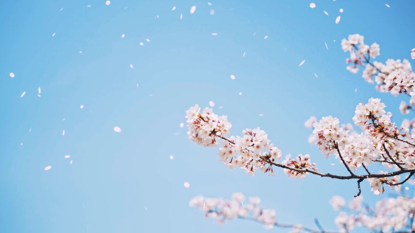 Falling cherry blossoms. Spring in Japan. Hanami. Royalty-Free Stock Footage #1085985542