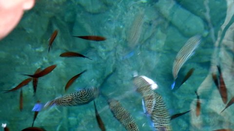4K.Puffer Fish And Damselfish on the shallow water surface.Lagocephalus sceleratus is referred to by these names: pufferfish, puffers, balloonfish, blowfish, bubblefish, globefish, swellfish, sea squa