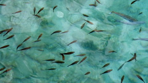 4K.Puffer Fish And Damselfish on the shallow water surface.Lagocephalus sceleratus is referred to by these names: pufferfish, puffers, balloonfish, blowfish, bubblefish, globefish, swellfish, sea squa