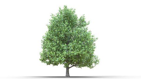 Growing trees on a white background 3D animation growth grow from small to large, Montpellier maple trees animate in the wind on white background with alpha matt 3D virtual tree. Separated with alpha 