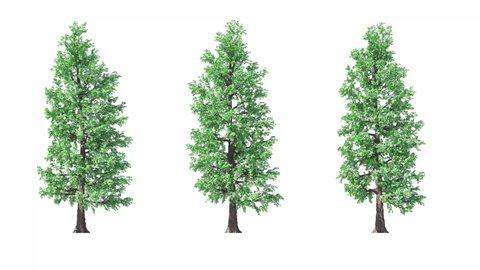 Isolated 3D realistic Tilia tree on the wind, White background with transparent cut-out animation and alpha channel.