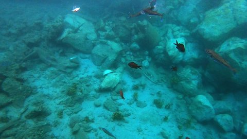 4K.Damselfish and puffer fish underwater in sea.Lagocephalus sceleratus is referred to by these names: pufferfish puffers balloonfish blowfish bubblefish globefish swellfish sea squab porcupinefish.4K