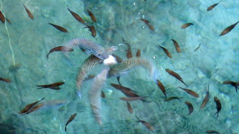 4K.Puffer Fish and Damselfish on shallow water surface.Lagocephalus sceleratus is referred to names: pufferfish puffers balloonfish blowfish bubblefish globefish swellfish sea squab porcupinefish.