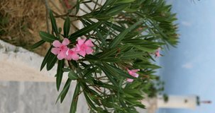 transition from the Oleander flower to the lighthouse on the island of Gospa od Skrpjela opposite the city of Perast against the backdrop of mountains in Montenegro. vertical video