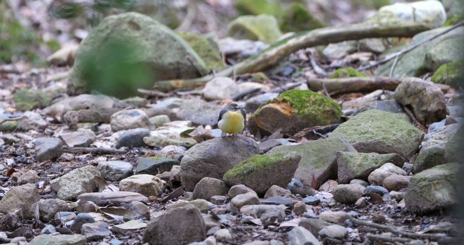 Grey Wagtail(Motacilla cinerea)  on stone in a forest.