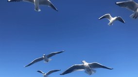 birds, flock of seagulls flying in the sky in a sunny day in summer or spring. 4k video of white birds flying over blue sky