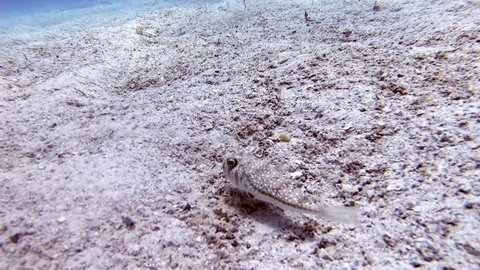 4K.A puffer fish on underwater sandy ocean floor.Lagocephalus sceleratus is referred to by these names: pufferfish puffers balloonfish blowfish bubblefish globefish swellfish sea squab porcupinefish.