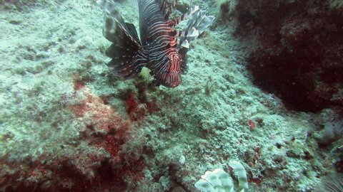 Lionfish pterois is a venomous marine fish.Also called firefish turkeyfish tastyfish butterfly-cod.Red white black bands, spiky fin rays.Pterois radiata volitans miles, underwater sea tropical exotic.