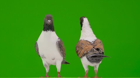 rotating two German pigeon modena isolated on gren screen