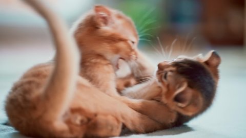 Abyssinian kittens play with each other. Cat family. Red and brown cats. Cute fluffy animals.