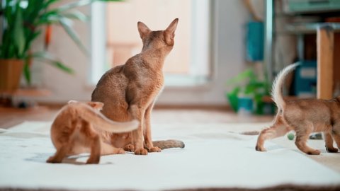 Active animals. Abyssinian cat plays with mom. Beautiful pets. Cat family.