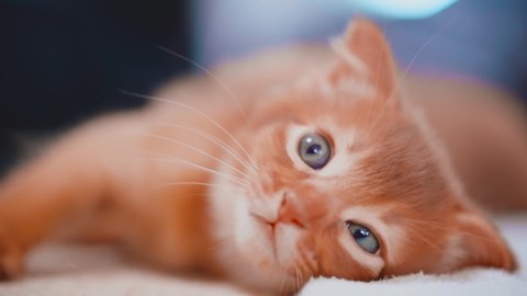 Abyssinian cat. Pet. Fluffy friends. A cute beautiful ginger kitten is lying.