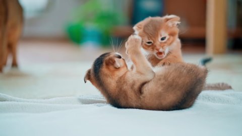 Cute fluffy animals. Red and brown cats. Abyssinian kittens play with each other. Cat family.