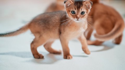 Red and brown cats. Abyssinian kittens play with each other. Cat family. Cute fluffy animals.