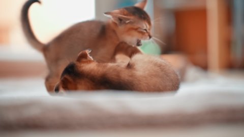 Abyssinian cat playing with each other. Cute fluffy kittens.