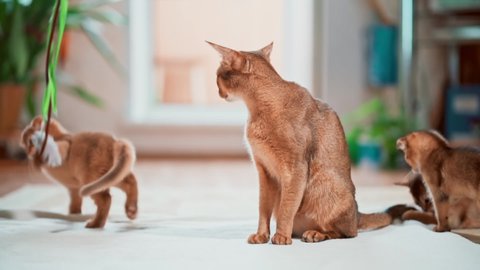 Abyssinian cat plays with mom. Beautiful pets. Cat family. Active animals