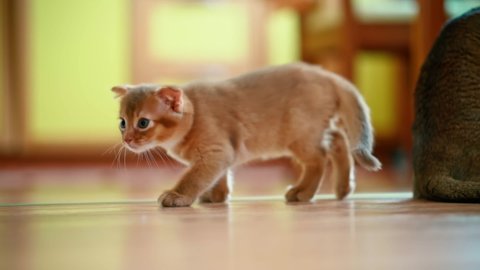 Abyssinian cat. Cute little fluffy kitten sneaks up