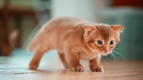 The little kitten itches. Abyssinian cat