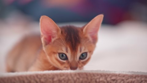 A cute beautiful ginger kitten lies. A pet. Fluffy friends. Abyssinian cat.