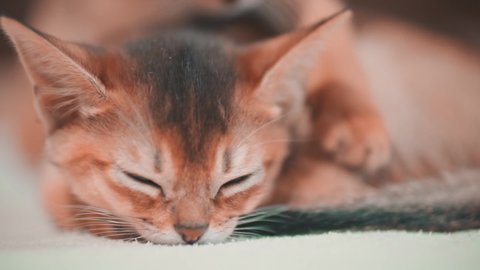Mom cat plays with her baby. Cute kitten with a parent. Abyssinian cat Feeding kittens. Mom gives milk to her children. Cute kittens are eating. Abyssinian cat