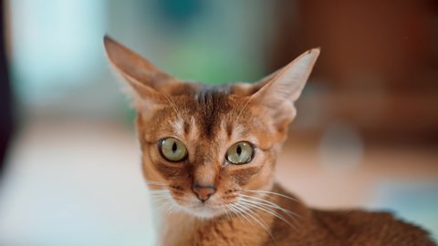 Abyssinian cat. Fluffy friends. Beautiful mother cat.