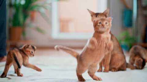 Cat family. Abyssinian cat plays with mom. Active beasts. Beautiful pets.