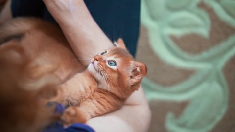 Curious cute kitten in the arms of a man. Fluffy friends. A pet. Abyssinian cat.