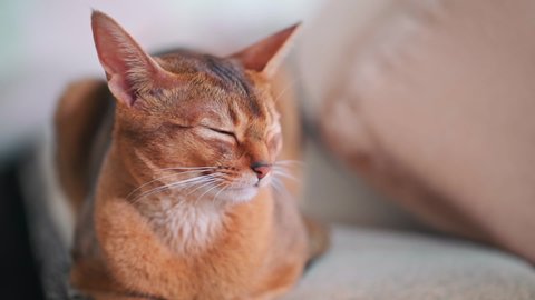 The cat sleeps on the couch at home. Abyssinian cat. Mama