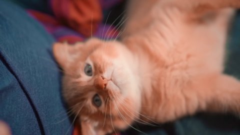 Abyssinian cat. Fluffy friends. A cute beautiful ginger kitten lies. A pet.