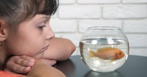 Play with fish in aquarium. A little girl try to play with a golden fish in the bowl on the table.