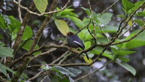 Borneo Bird of Malaysia - Chestnut-capped Laughingthrush