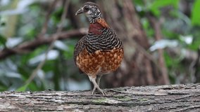 Borneo Bird of Malaysia - Chestnut-necklaced Partridge