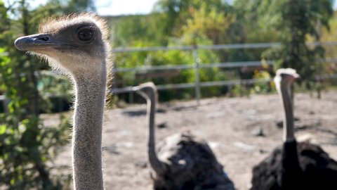 Ostriches walk in the paddock. Head and neck front portrait of an ostrich bird at an ostrich farm. Farmer breeding of ostriches