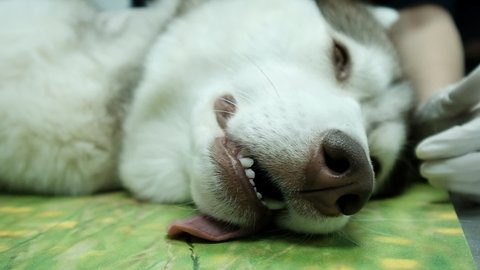 A close-up of a sedated dog in a veterinary hospital, has its teeth checked by a nurse. one tooth is broken and the nurse fingers are moving it. slow motion.