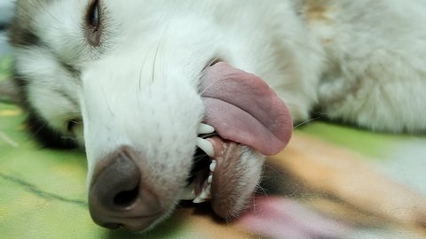 A close-up of a sedated Husky dog in a veterinary hospital, his tongue is hanging out of his mouth while his fantastic two colored eyes are open. Israel.