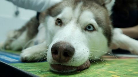 A Husky dog is turned over while sedated in a veterinary hospital, his tongue is hanging out of his mouth, his fantastic two colored eyes are open and the nurse is inserting a syringe to his leg.