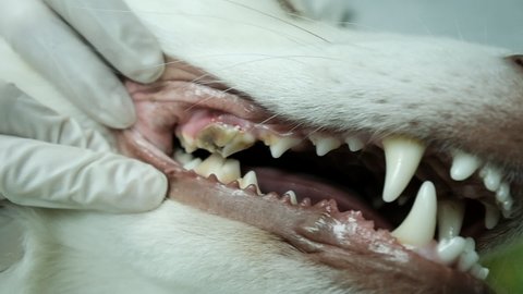 An extreme close-up of a sedated dog's mouth, revealing a broken tooth. a vet fingers, wearing latex gloves are moving the broken tooth.