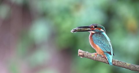 The common kingfisher (Alcedo atthis) sitting on the branch with fish for its babies. Beuatifull bird with prey for his chicks