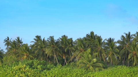 Coconut palm trees in tropic island. . Green palm tree on blue sky background. View of
