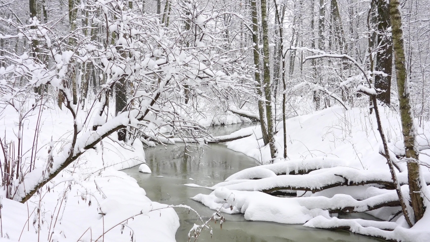 Unfrozen creek and snowy trees in a winter forest.