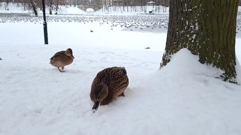 two ducks walk in the snow near the pond in the park