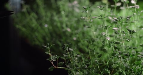 Thyme is cutted with scissors right from the seedbed where it was grown, vertical farming herbs and greens, family business, 4k 60p Prores