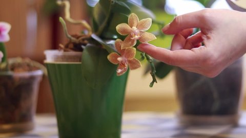 Caring for home flowers. Blooming orchid 