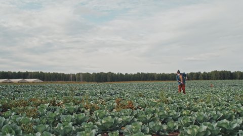 Extreme long shot footage of unrecognizable young man working on farm field irrigating cabbage with pest control liquid