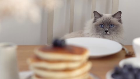 A pretty fluffy white and grey Ragdoll cat sitting on a breakfast chair facing and looking at the camera. Kitchen table with pancakes, cups, blueberries and other breakfast meal items arranged on it.